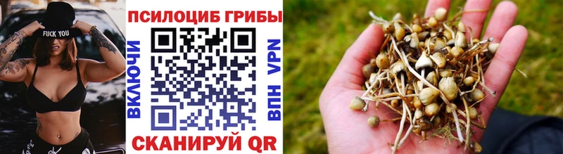 omg ONION  Барыш  Псилоцибиновые грибы Psilocybine cubensis 